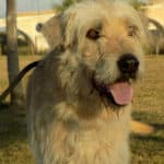 2019_chico_7