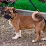 2019_rosco_5