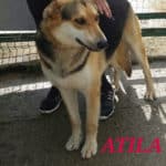 2021_atila_2