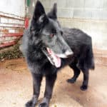 2021_balto_5