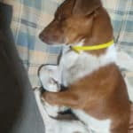 2021_pinto_03