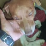 2021_pinto_07
