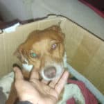 2021_pinto_08