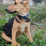2023_chacal_09