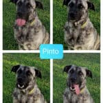 2023_pinto_03