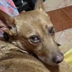 2024-chico_01