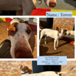 2024-terron_02