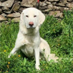 2024_copito_03