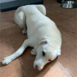 2024_copito_04