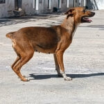 2024_molly_dolly_polly_02
