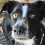 2025-shiva_01 2025-shiva_01