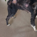 2025-shiva_03 2025-shiva_03