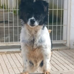2025_lassie_02