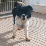 2025_lassie_03