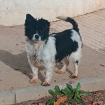 2025_lassie_05