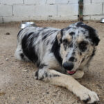 2025_nepolitana_02 2025_nepolitana_02