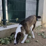 2025_ruca_08