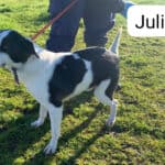 2026-julian_03